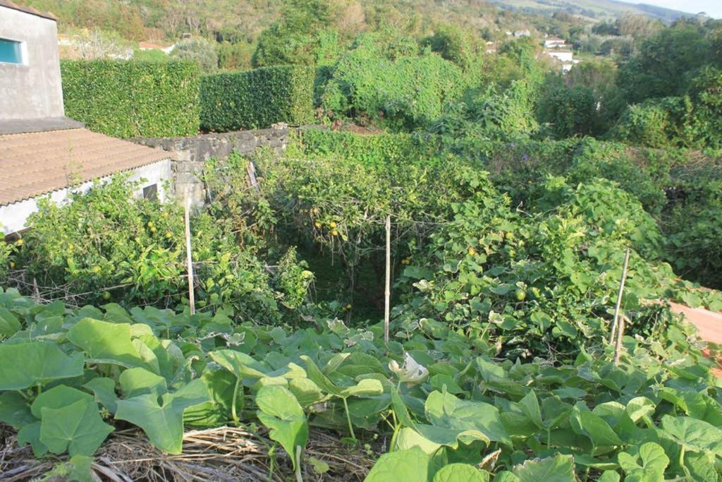 Quinta Do Areeiro Leilighet Horta  Eksteriør bilde